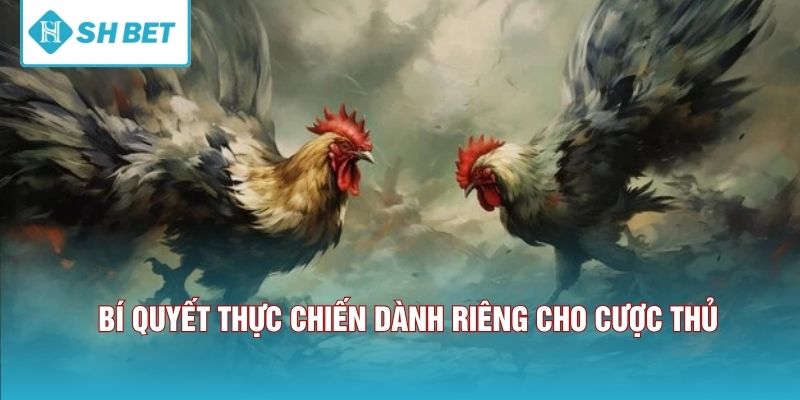 Bí quyết thực chiến dành riêng cho cược thủ. 