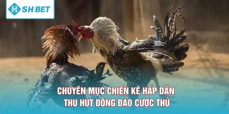 Chuyên mục chiến kê hấp dẫn thu hút đông đảo cược thủ. 